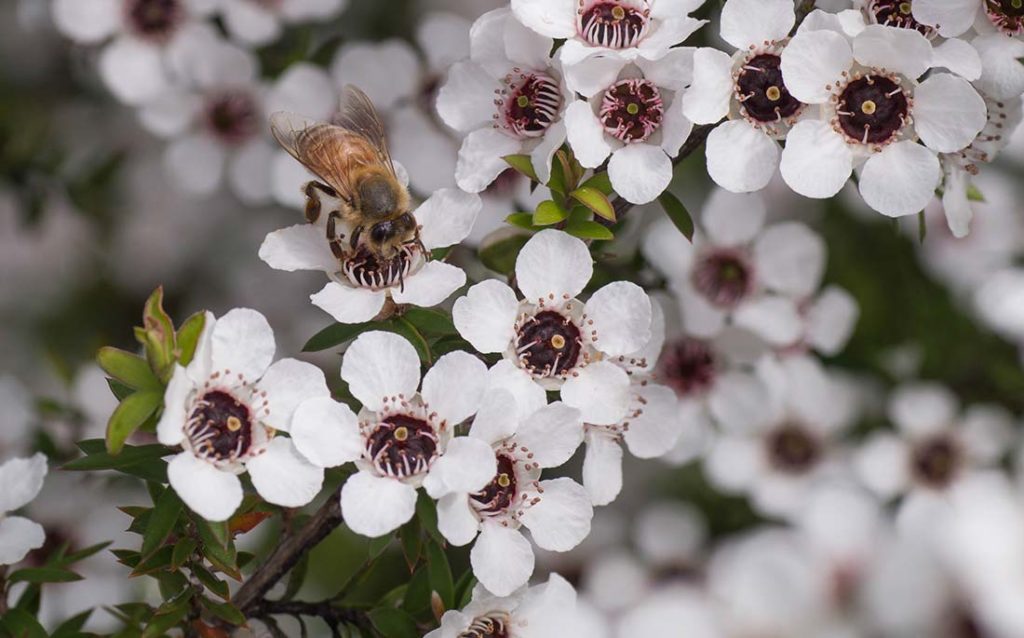 Picture showing bees on the manuka honey flower