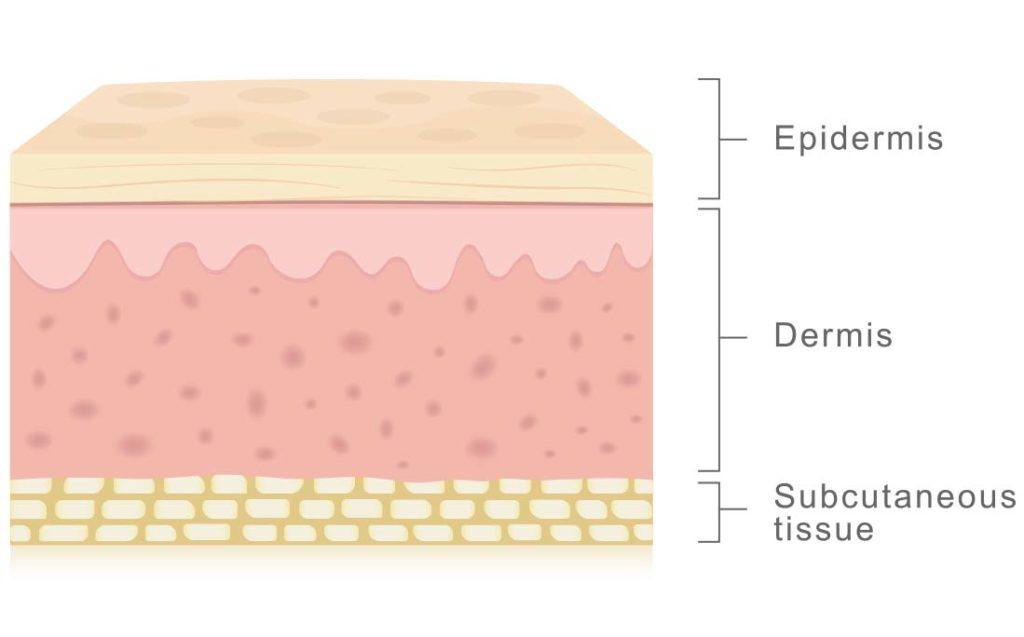 Human Skin Layers illustration