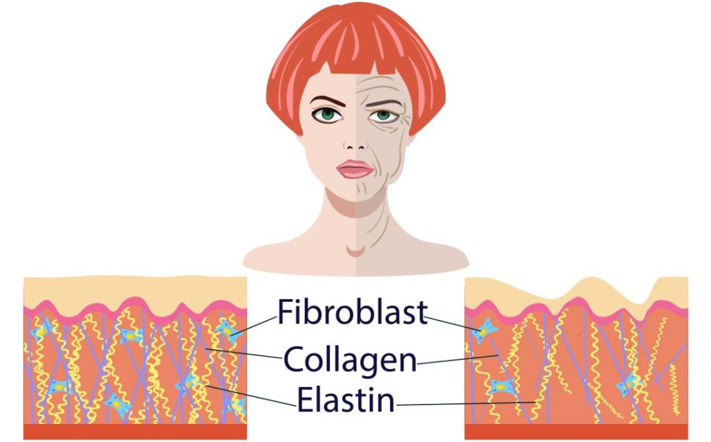Diagram showing fibroblasts, collagen and elastin and how they help prevent wrinkles