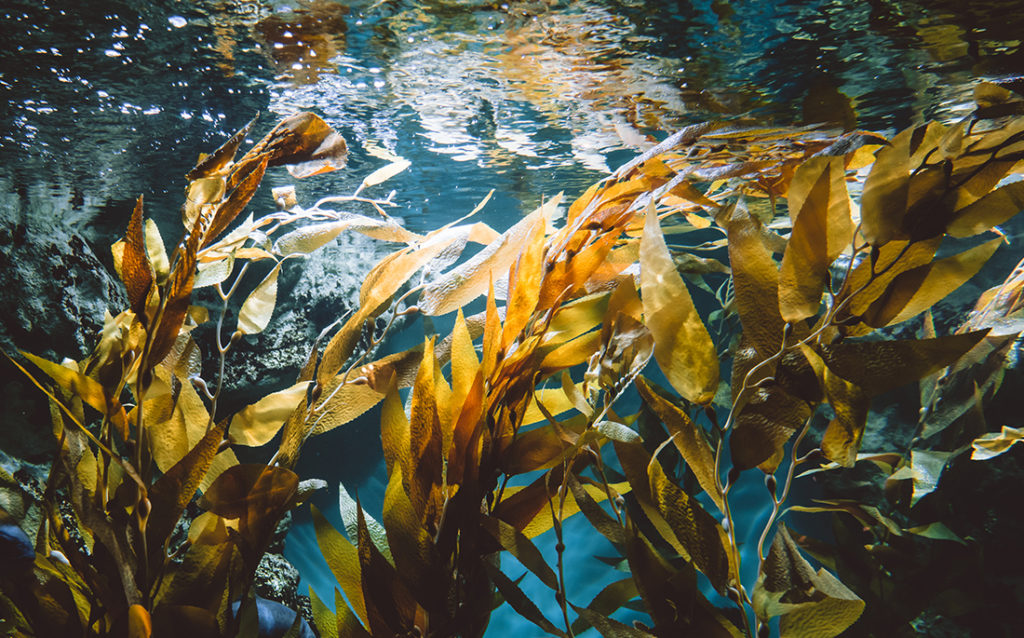 Photo showing what kelp looks like in the ocean