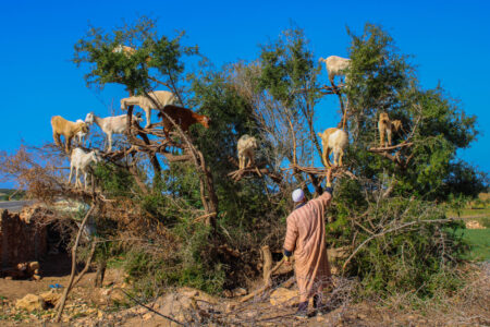 A traditionally dressed Moroccan feeds goats on an argan tree