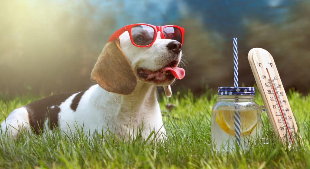 Dog Days of summer require we protect skin fro summer heat.